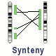 Synteny (Not available)